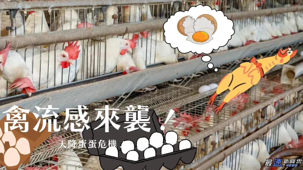 全台蛋荒