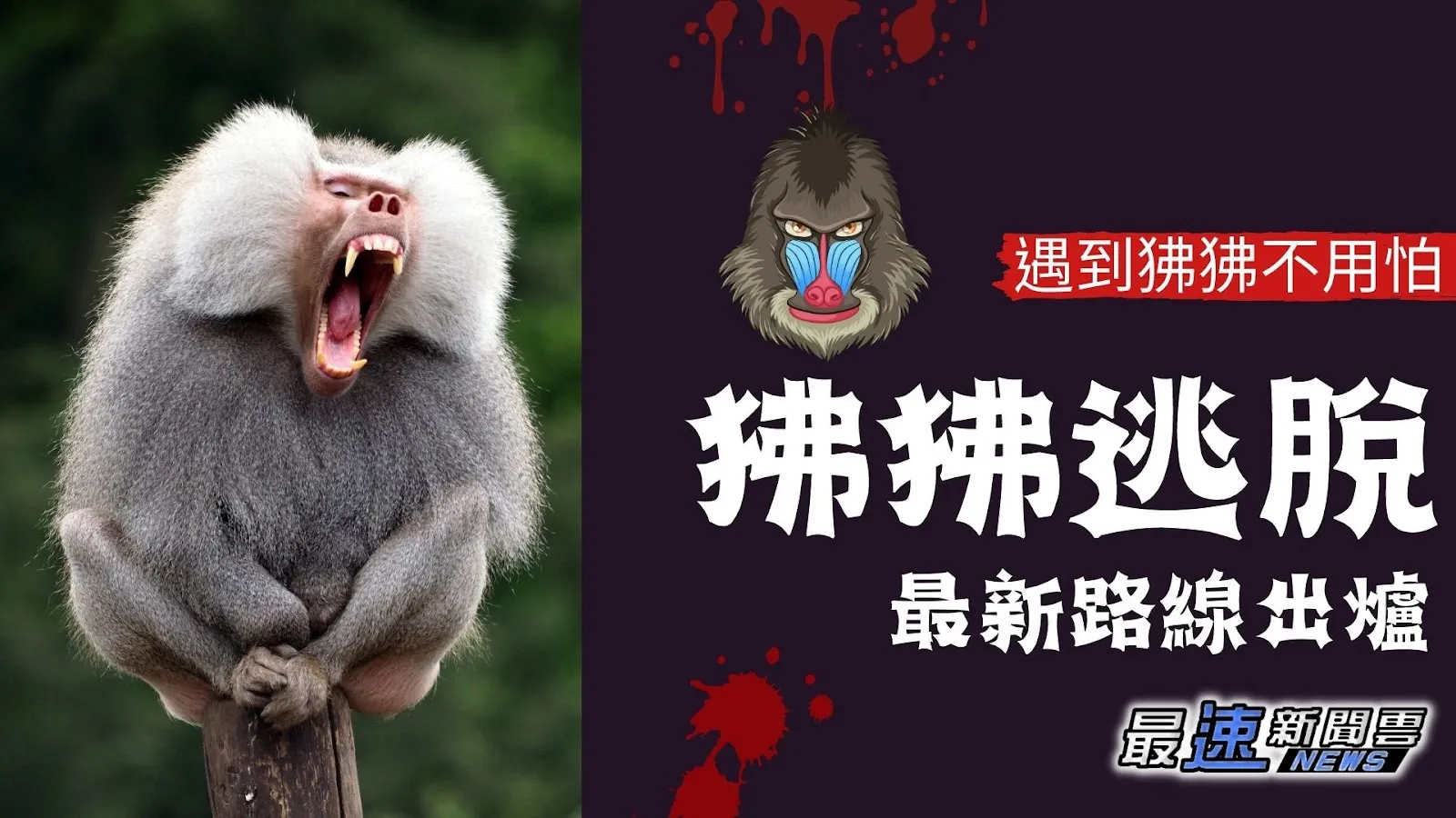 狒狒逃脫